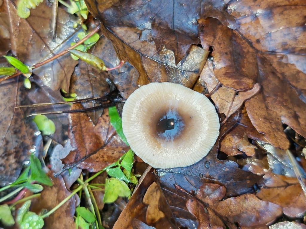 Pseudoclitocybe cyathiformis · November 2025 · photo: © p_andrey (iNaturalist, cc-by-nc)