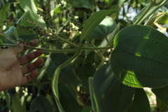 Miconia aeruginosa