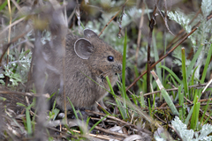 Ochotona cansus