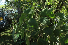 Miconia aeruginosa