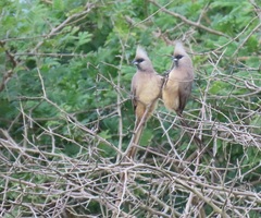 Colius striatus integralis