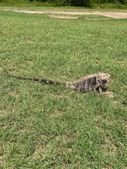 Iguana iguana insularis