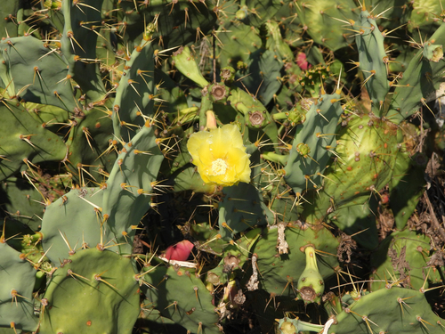Opuntia stricta (Haw.) Haw.