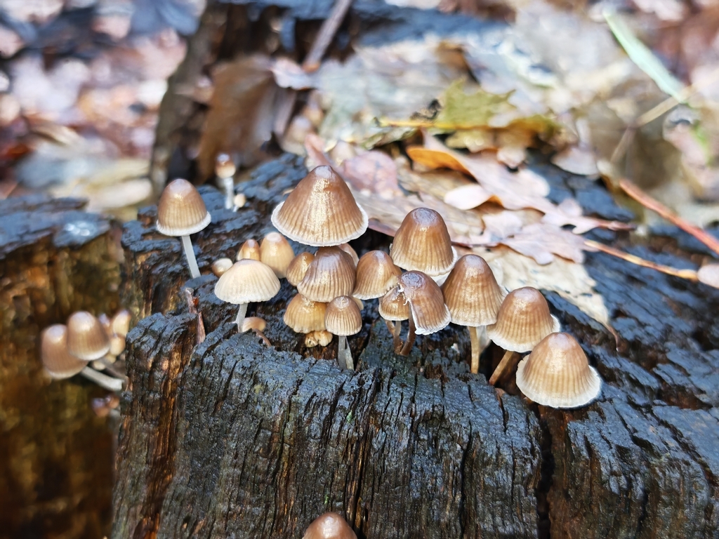 Mycena inclinata · November 2025 · photo: © p_andrey (iNaturalist, cc-by-nc)