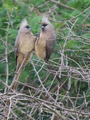 Colius striatus integralis