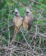 Colius striatus integralis