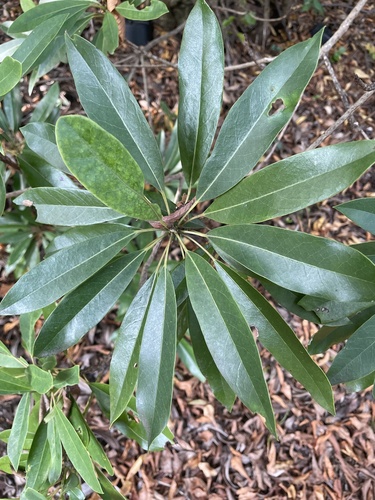 Daphniphyllum teijsmannii observed 2025-11-12
