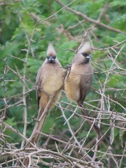 Colius striatus integralis