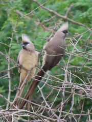 Colius striatus integralis