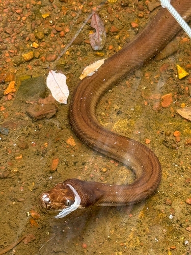 Pilbara Olive Python sighting