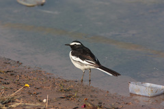 Motacilla maderaspatensis
