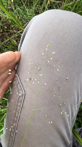 Little quaking-grass
