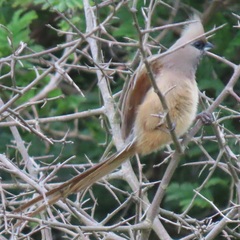 Colius striatus integralis