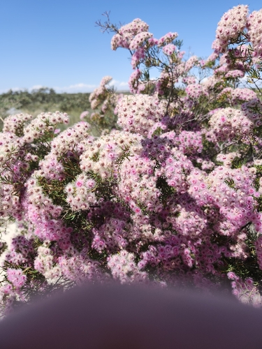 Woolly Featherflower (Verticordia monadelpha)