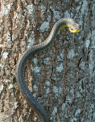 Common Tree Snake sighting