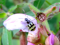 Diabrotica variegata