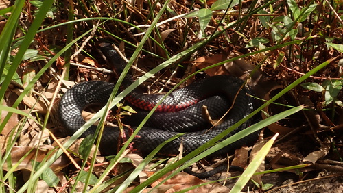Red-bellied Black Snake sighting