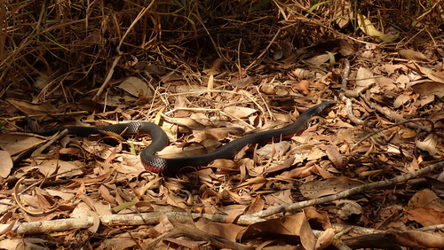 Red-bellied Black Snake sighting
