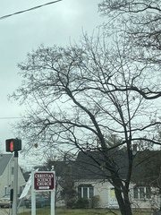 Robinia pseudoacacia