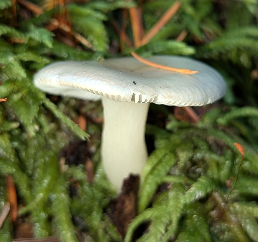 Russula hypofragilis