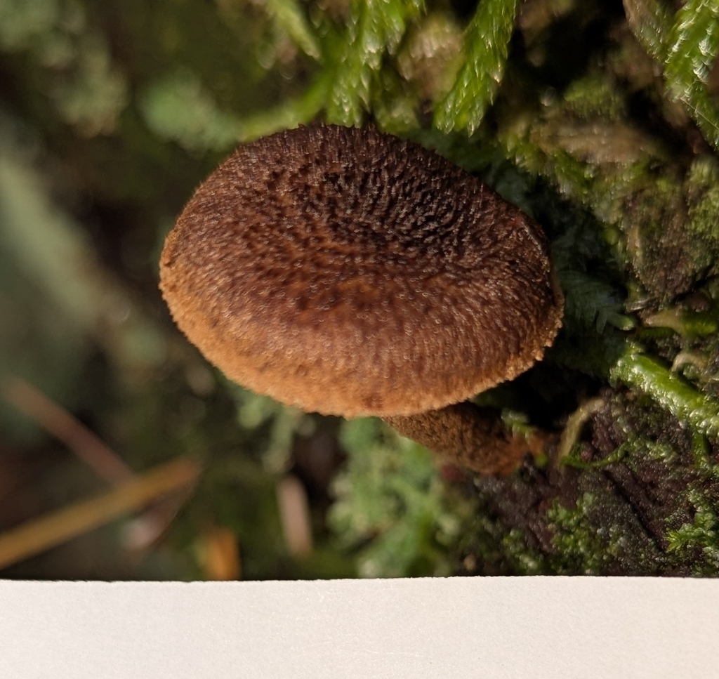 Inocybe lanuginosa