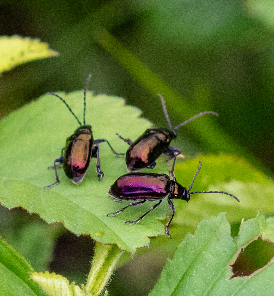 Macrohaltica crypta