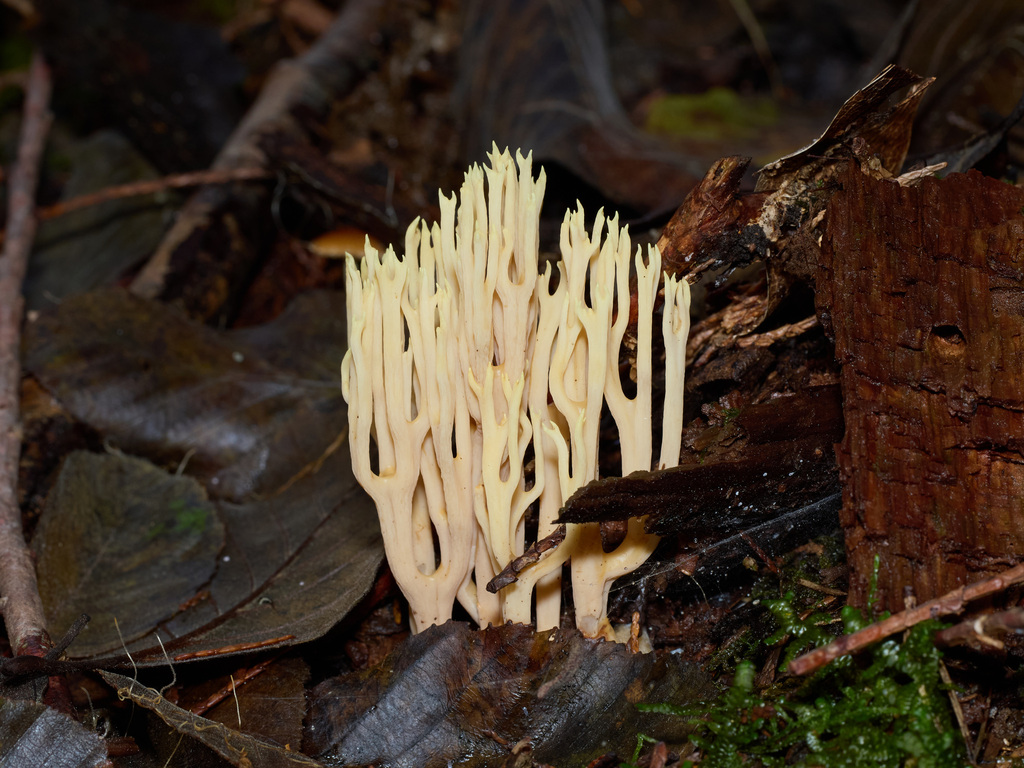 Ramaria sp. 'PNW14' · November 2025 · photo: © thehyphaemovement (iNaturalist, cc-by-nc)