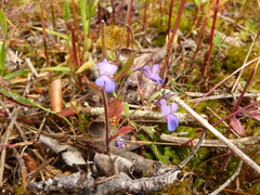Collinsia grandiflora