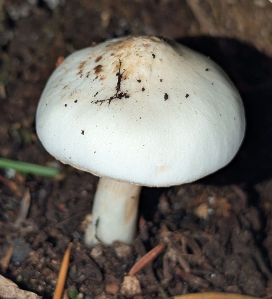 Inocybe sp. 'whitei-PNW07' · November 2025 · photo: © benkeen (iNaturalist, cc0)