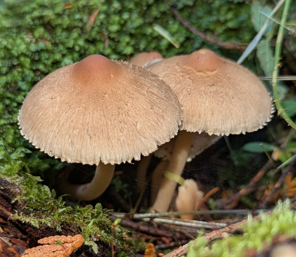 Inocybe sp. 'sindonia-PNW24'