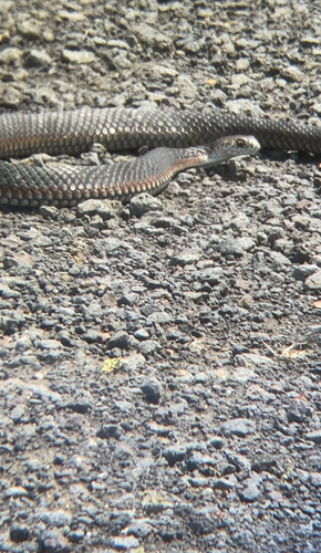 Lowlands Copperhead sighting