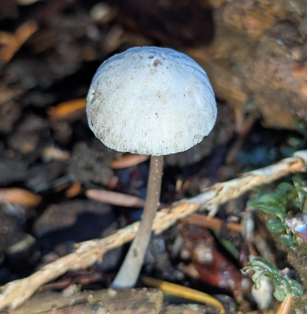 Mycena sp. 'leptocephala-PNW20'