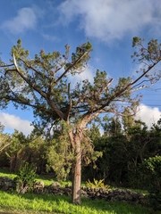 Juniperus bermudiana