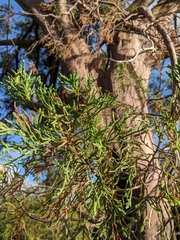 Juniperus bermudiana