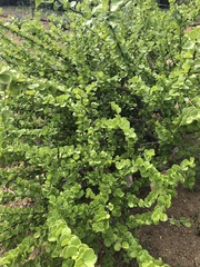 Leuenbergeria guamacho