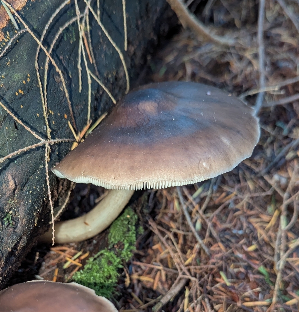 Pluteus exilis · November 2025 · photo: © benkeen (iNaturalist, cc0)