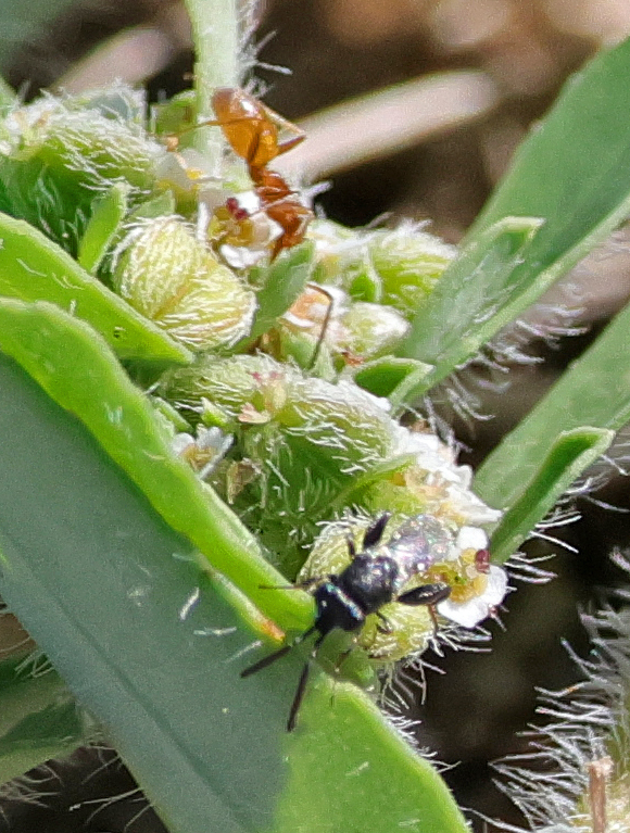 Chalcidid Wasps in September 2025 by Ron Goetz. The bizarre wasp-like ...