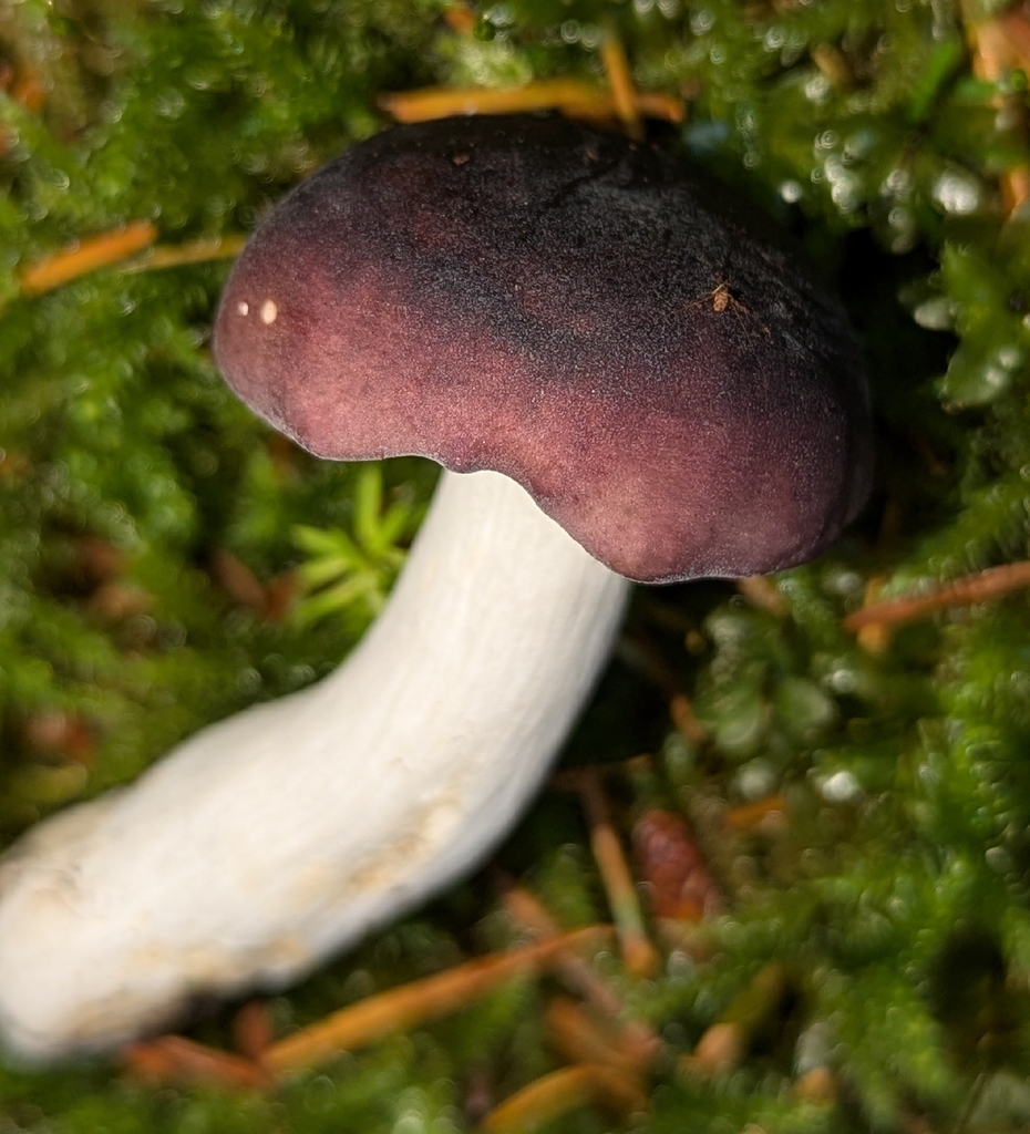 Russula pseudotsugarum · November 2025 · photo: © benkeen (iNaturalist, cc0)