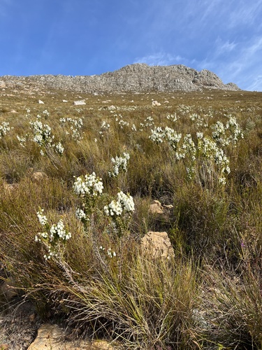 Snow Heath (Erica monsoniana)