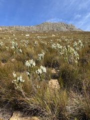 Erica monsoniana, photograph (c) Ren Hoekstra, some rights reserved (CC BY)