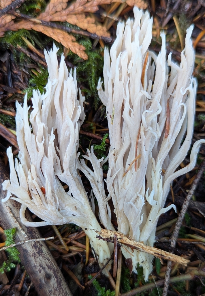 Clavulina sp. 'coralloides-PNW01' · November 2025 · photo: © benkeen (iNaturalist, cc0)