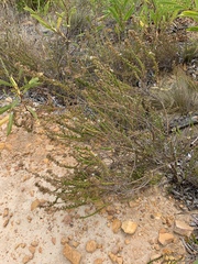 Wahlenbergia tenella