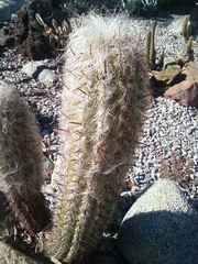 Oreocereus celsianus