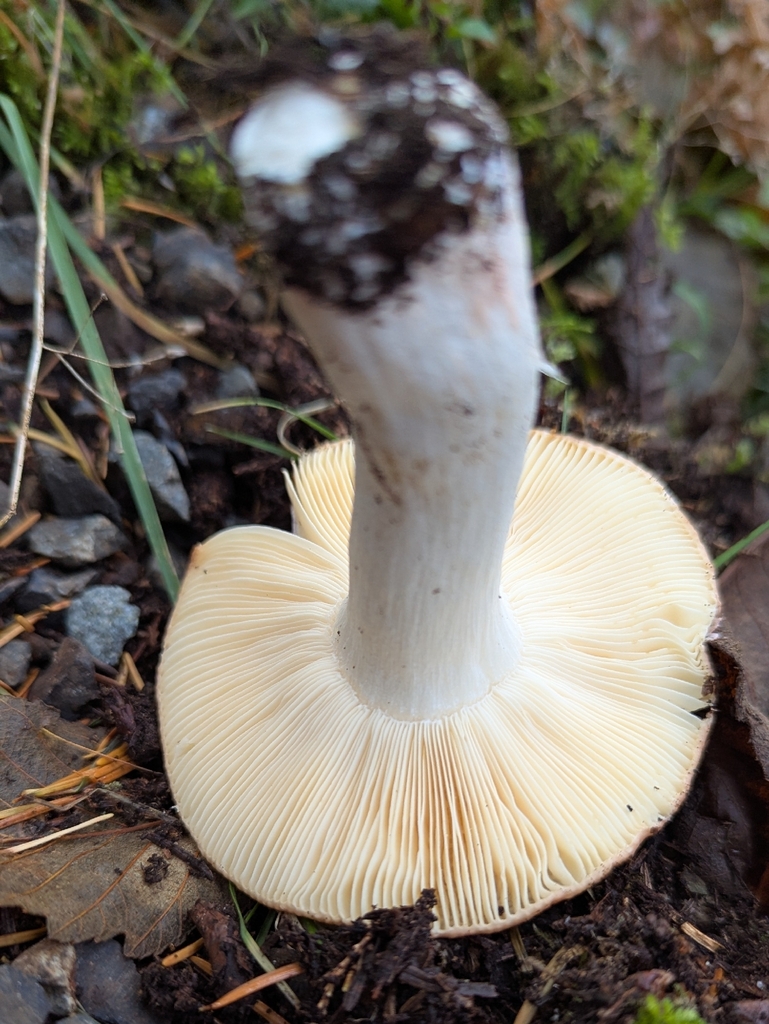 Russula mordax