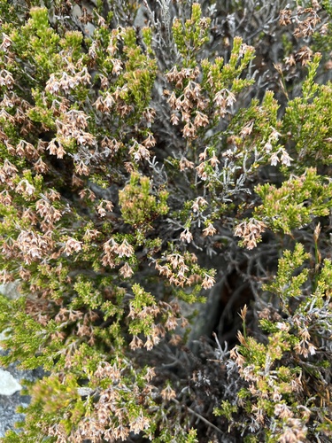 Erica schumannii