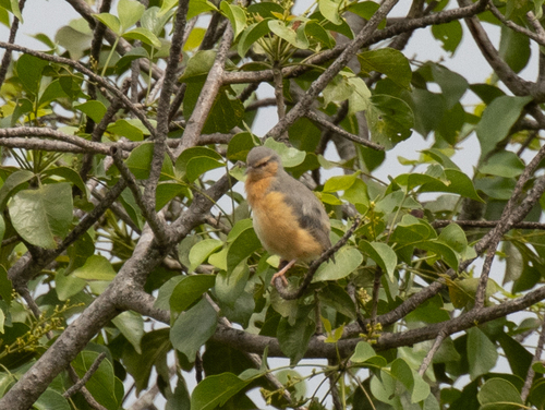Northern Crombec (Sylvietta brachyura), photo 7