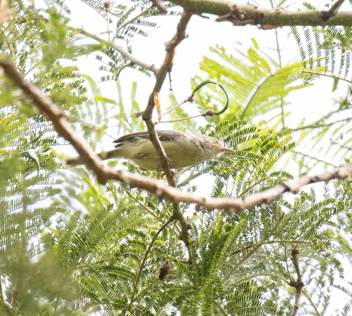 Buff-bellied Warbler (Phyllolais pulchella), photo 3