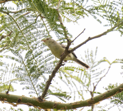 Buff-bellied Warbler (Phyllolais pulchella), photo 1