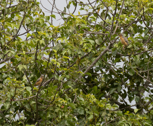 Northern Crombec (Sylvietta brachyura), photo 6