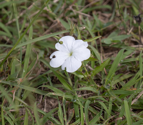 Cycnium tubulosum, photograph 4